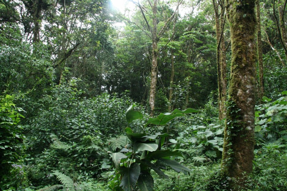 Растения субэкваториальных лесов