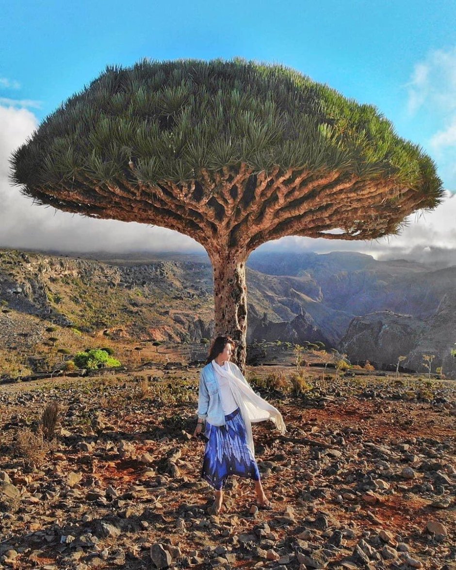 Драконовые деревья Йемена