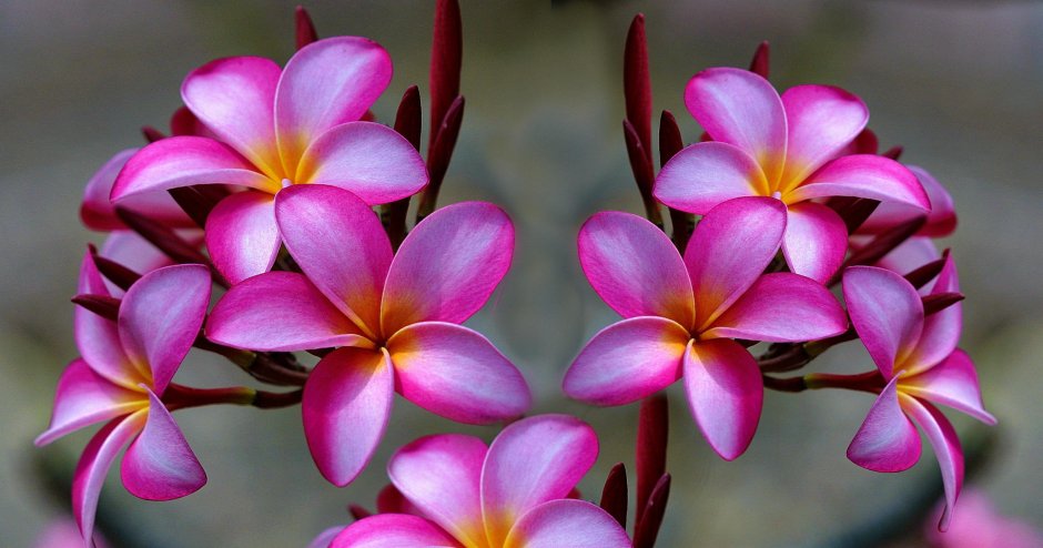 Цветок Тайланда Франжипани