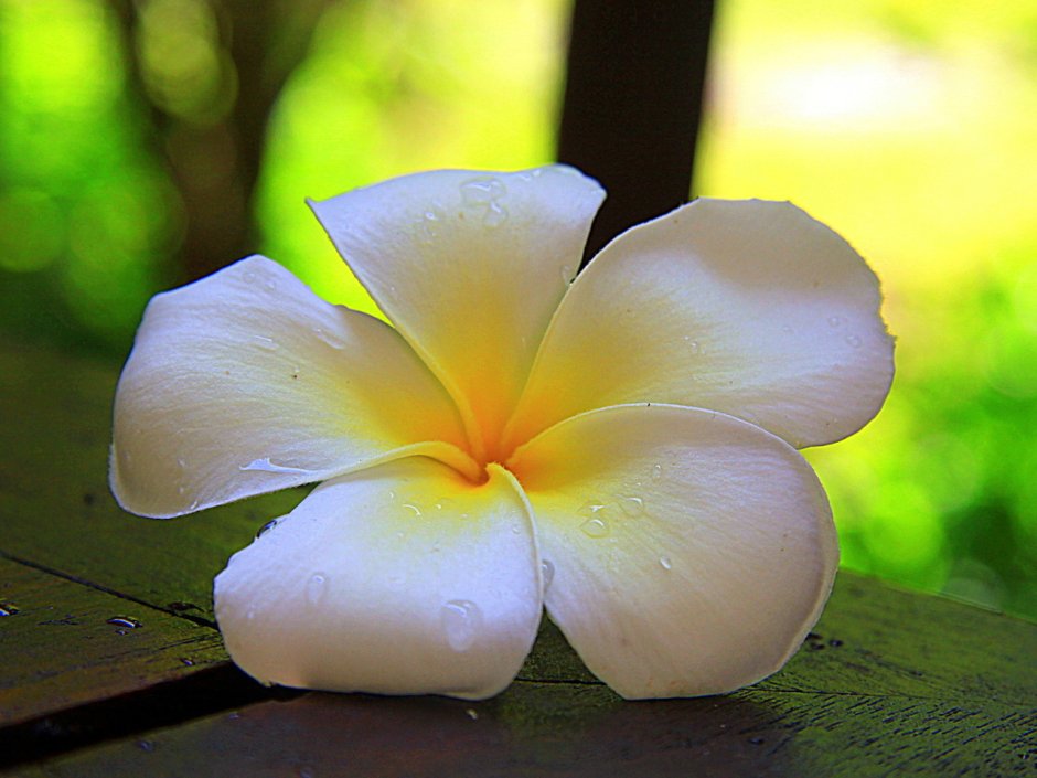 Цветок Тайланда Франжипани