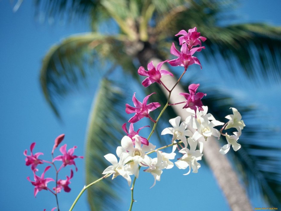 Пальмовая Орхидея
