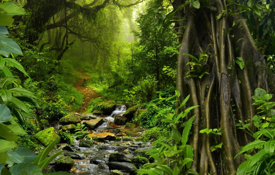 Тропические леса Таиланда