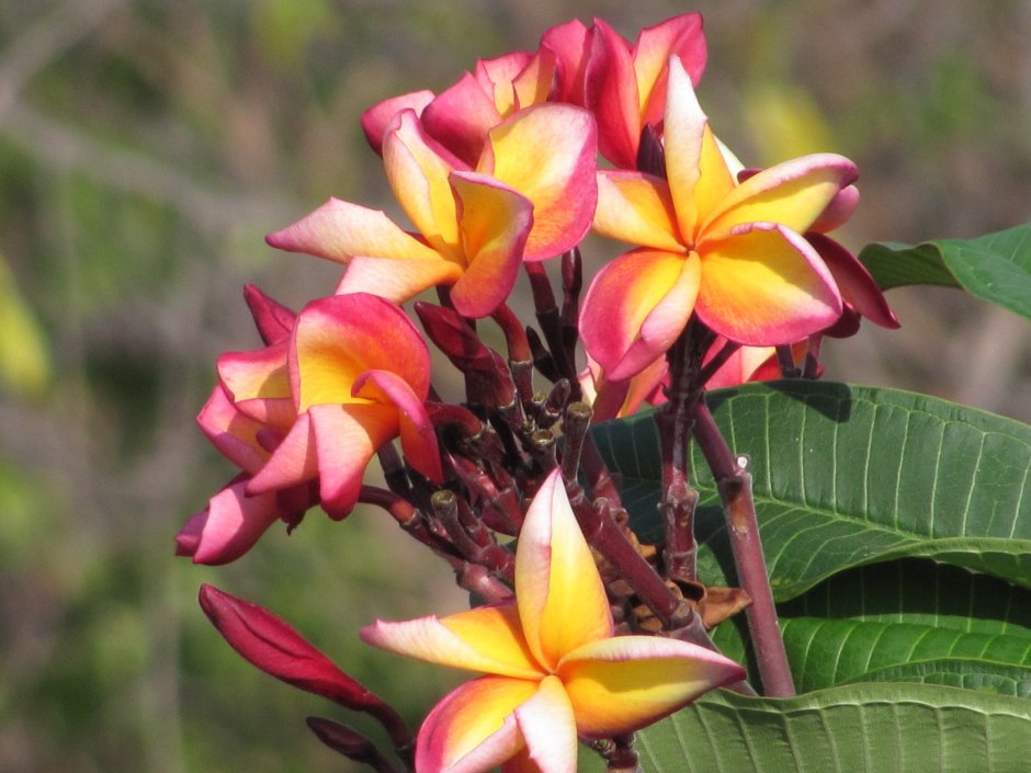 Тайский цветок Плюмерия
