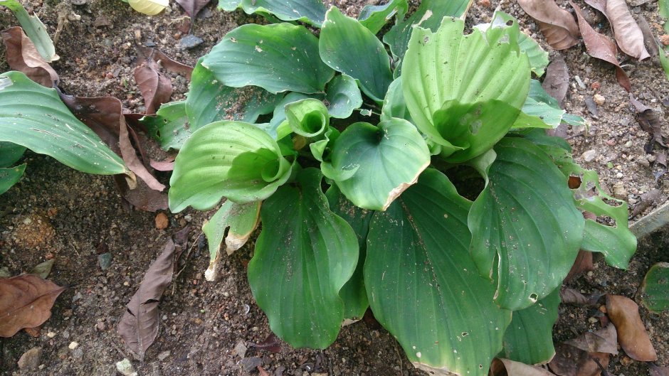Kaempferia parviflora Infusion
