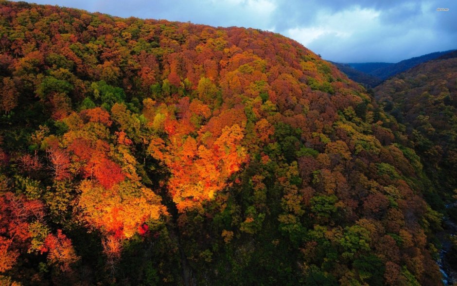 Широколиственные леса Южной Кореи