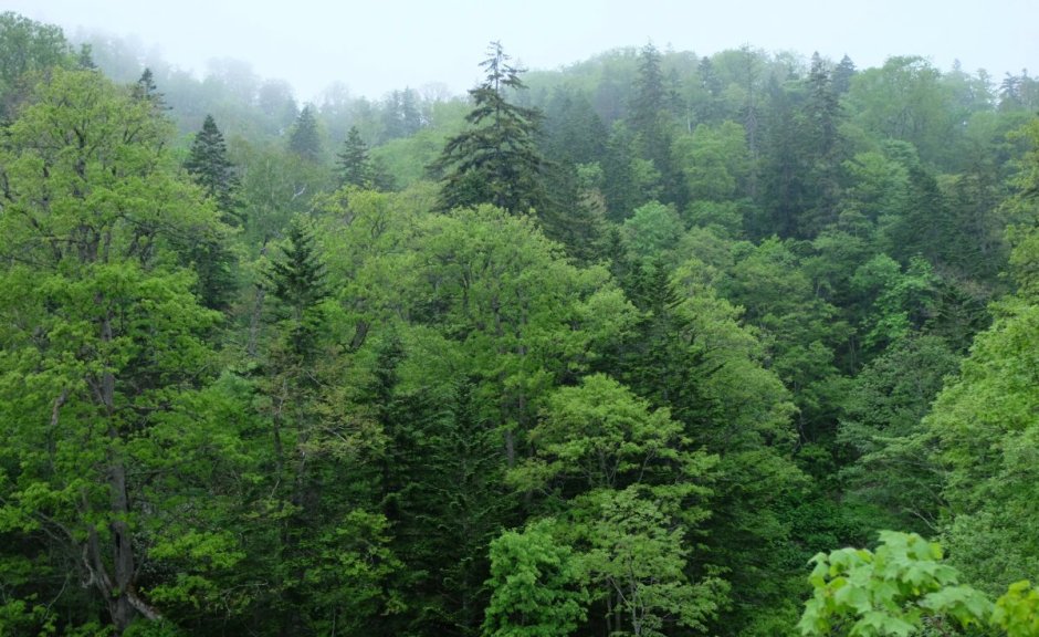 Широколиственные и хвойные леса в Японии