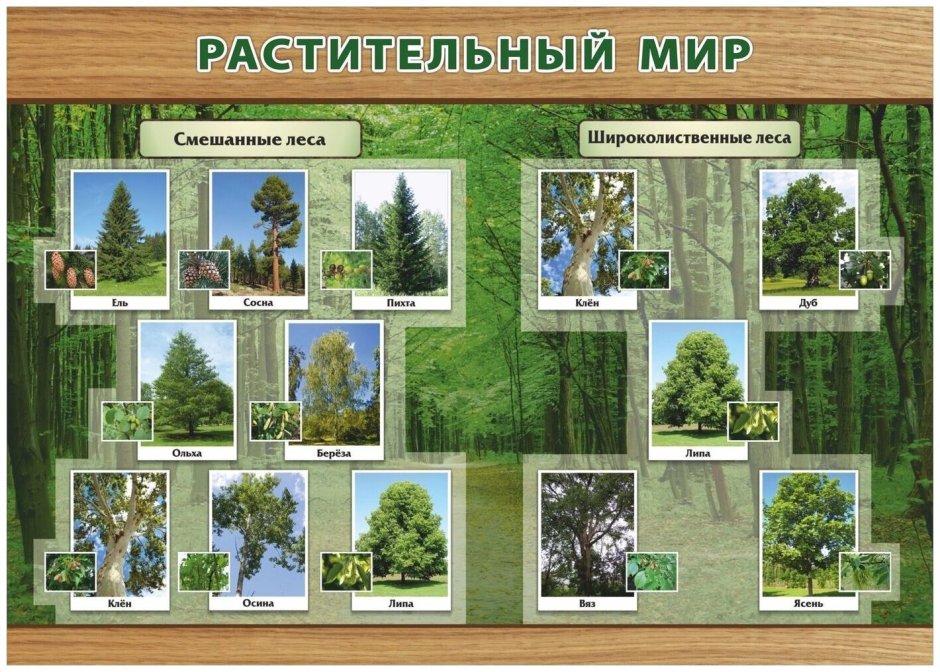 Растения смешанных и широколиственных лесов в России