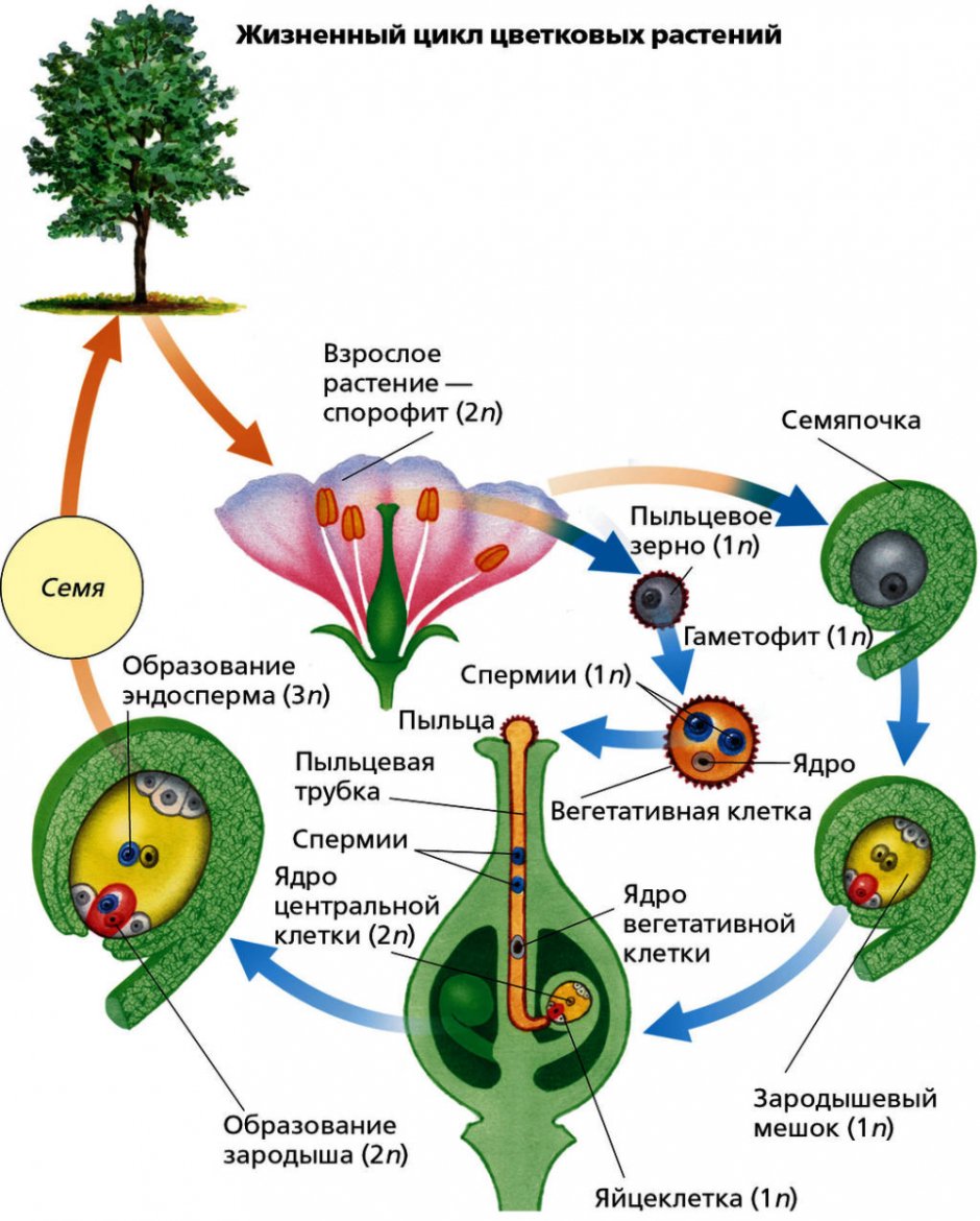 Цикл размножения покрытосеменных растений схема