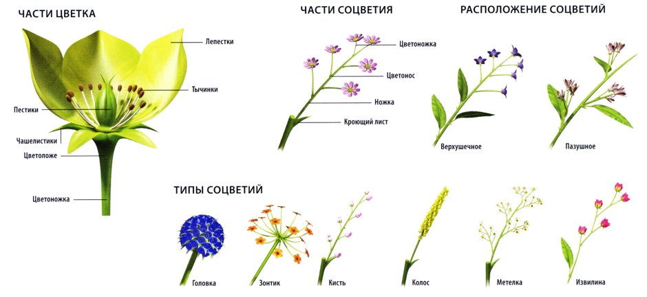 Строение цветка и типы соцветий