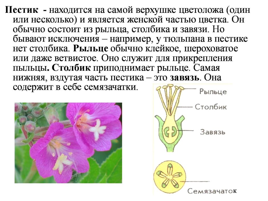 Строение цветка и его функции биология 6 класс
