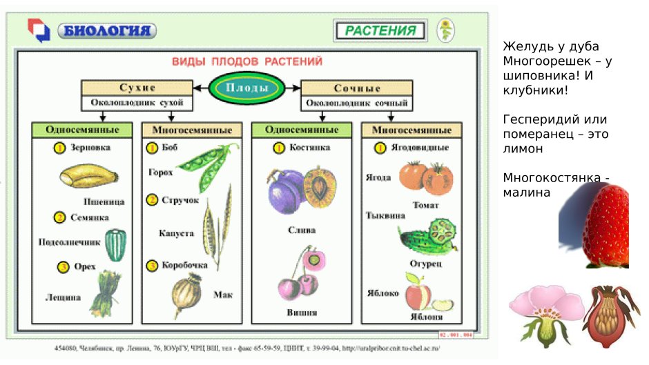 Плоды классификация плодов 6 класс биология