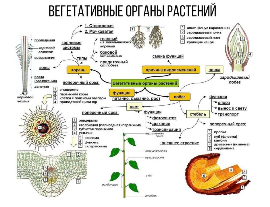 Вегетативные органы растения таблица ЕГЭ биология