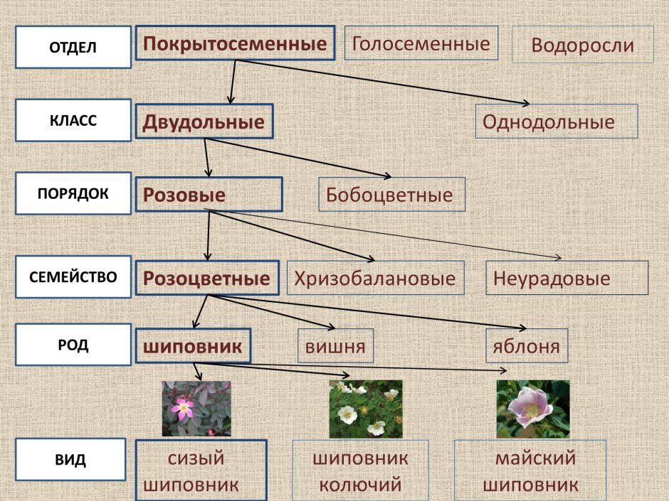 Систематика царства растений схема