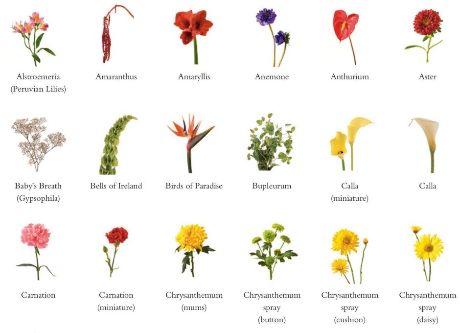 Названия цветов растений