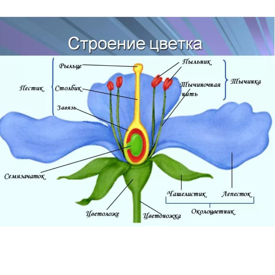 Структура цветка биология 6 класс