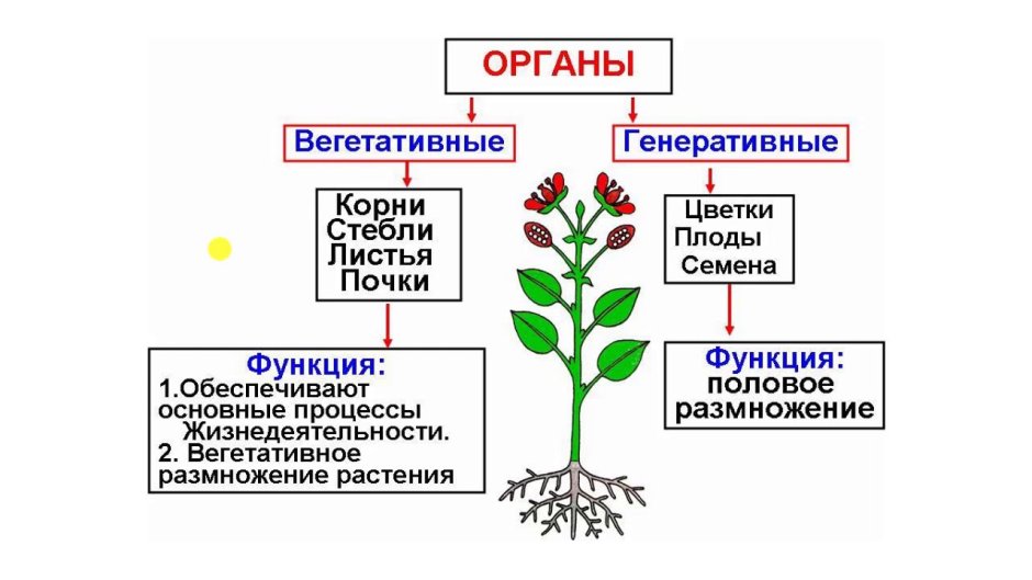 Классификация вегетативных органов растений