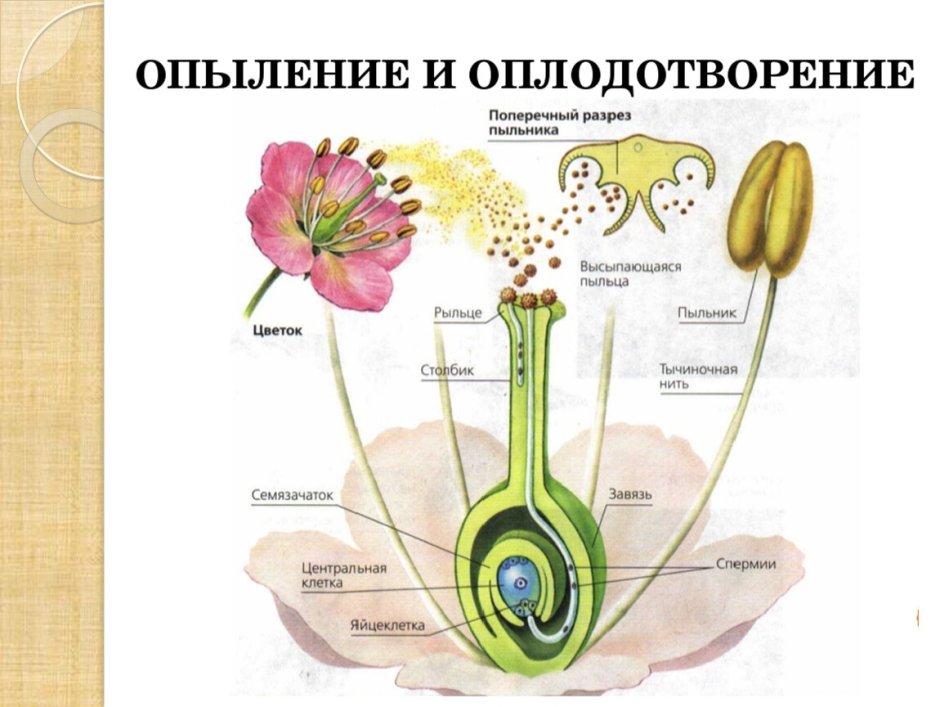 Схема опыления и оплодотворения цветковых растений