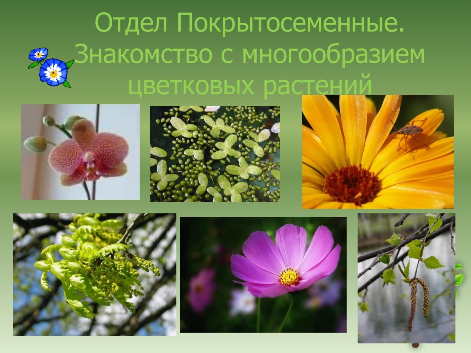 Покрытосеменных цветковых растений