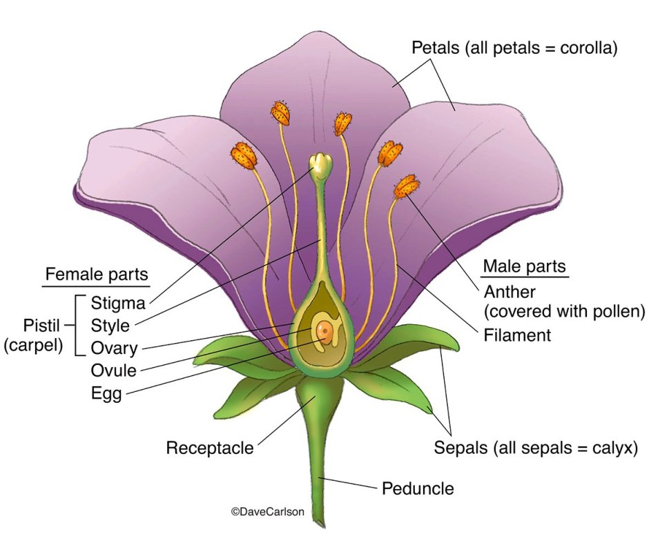 Схема строения цветка пестик и тычинка