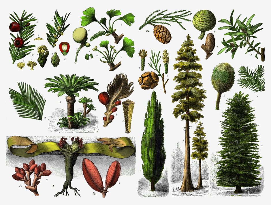 Семенные и Голосеменные растения