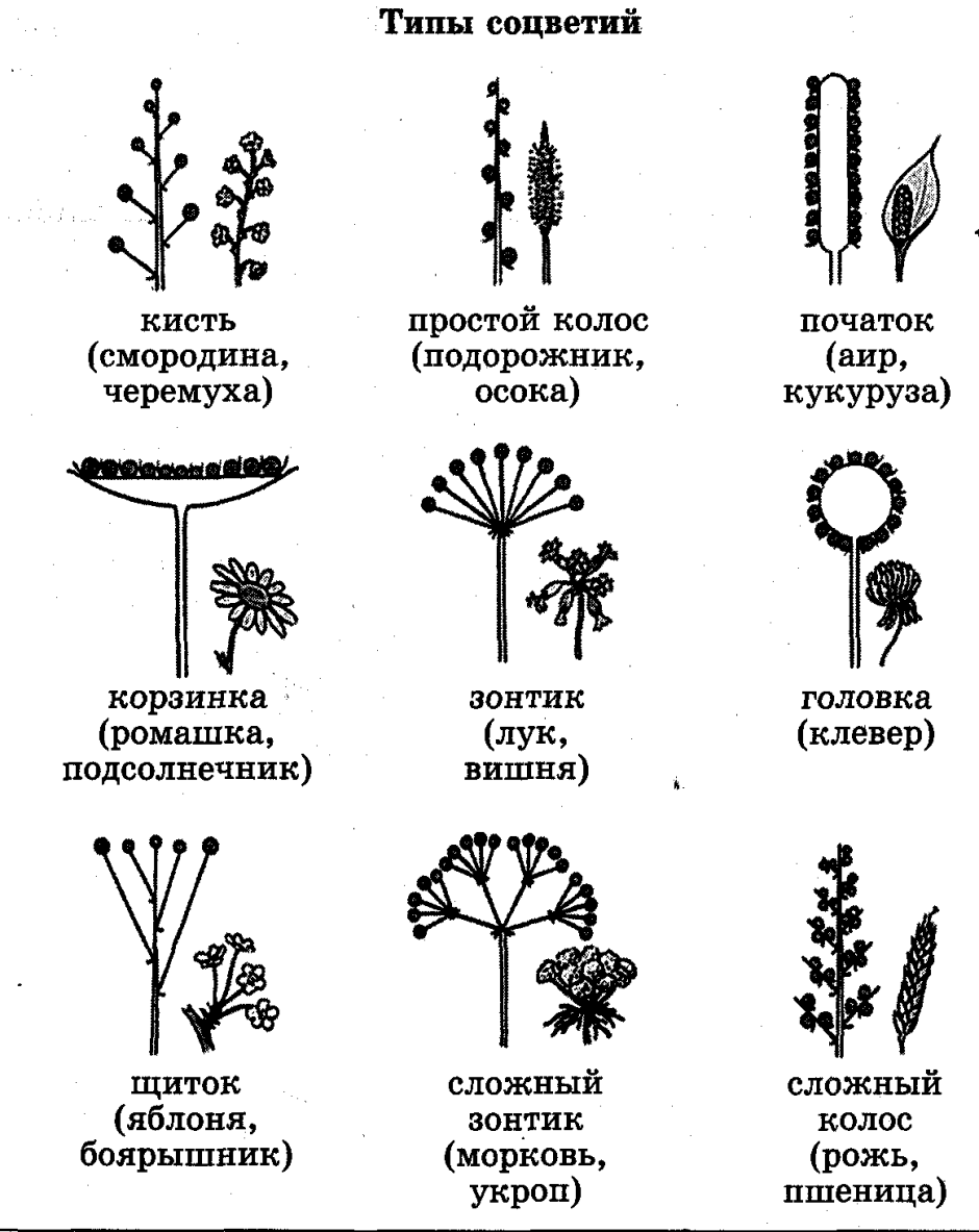 Схемы типов соцветий покрытосеменных растений