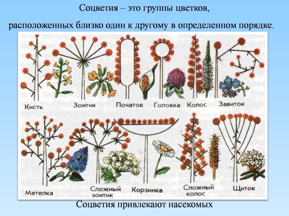 Типы соцветий 6 класс биология