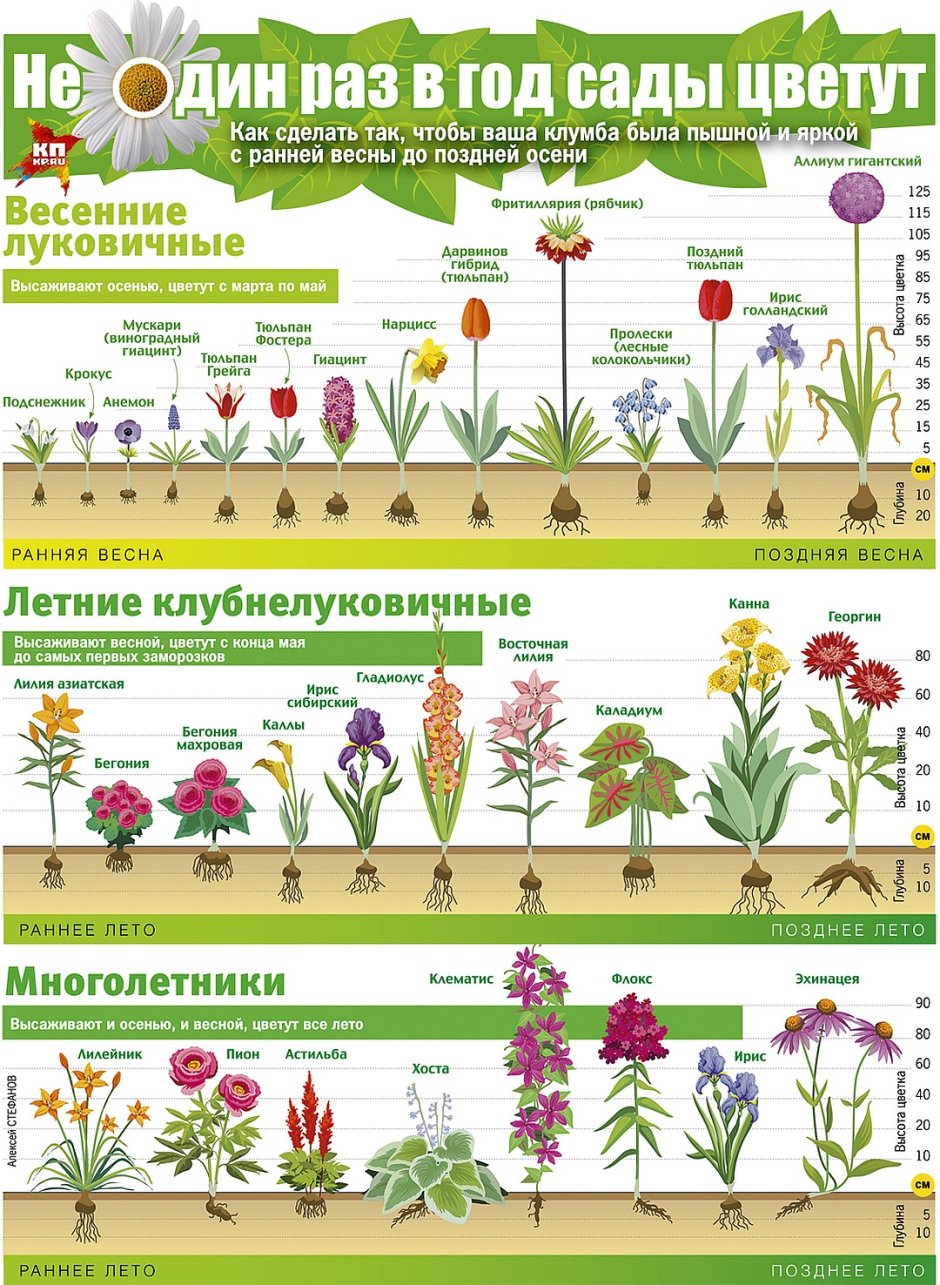 Таблица цветения луковичных