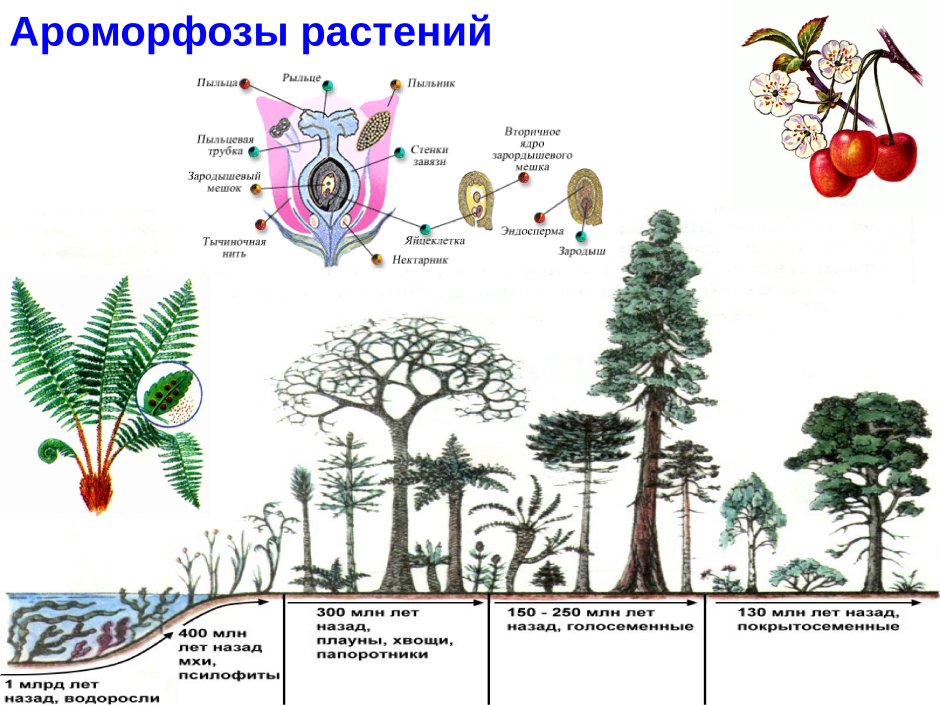 Эволюция покрытосеменных растений