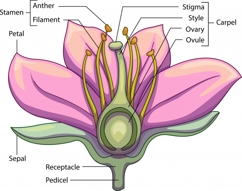 Пестик на рисунке цветка