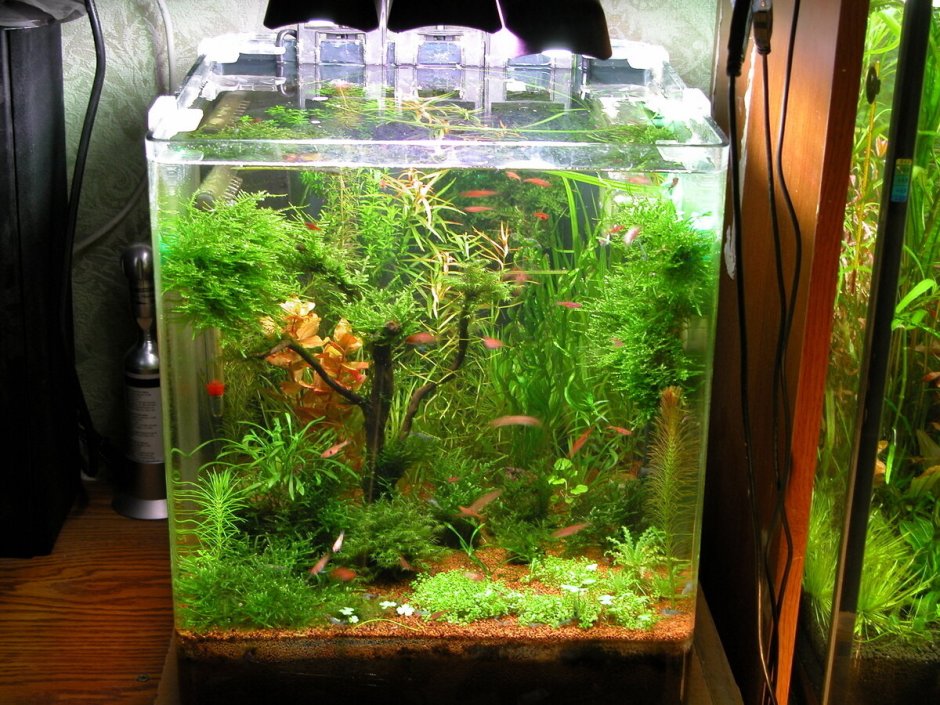 Нано аквариум креветочник