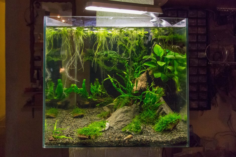 Нано аквариум мшарник