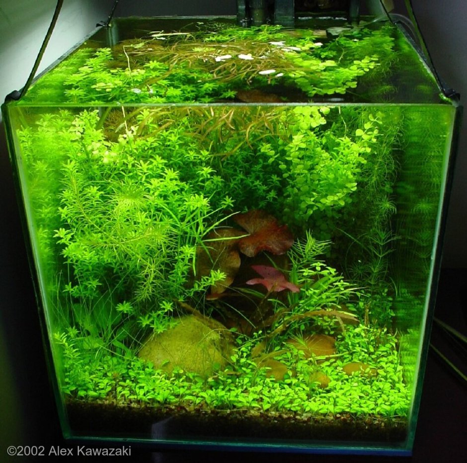 Nano аквариум креветочник