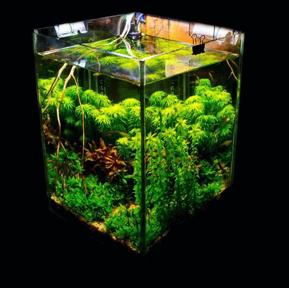 Нано аквариум куб травник