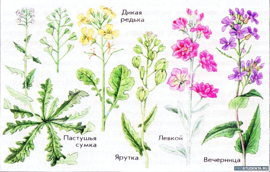 Крестоцветные растения