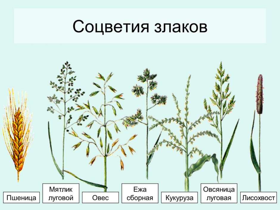 Иллюстрации дикорастущих лекарственных растений