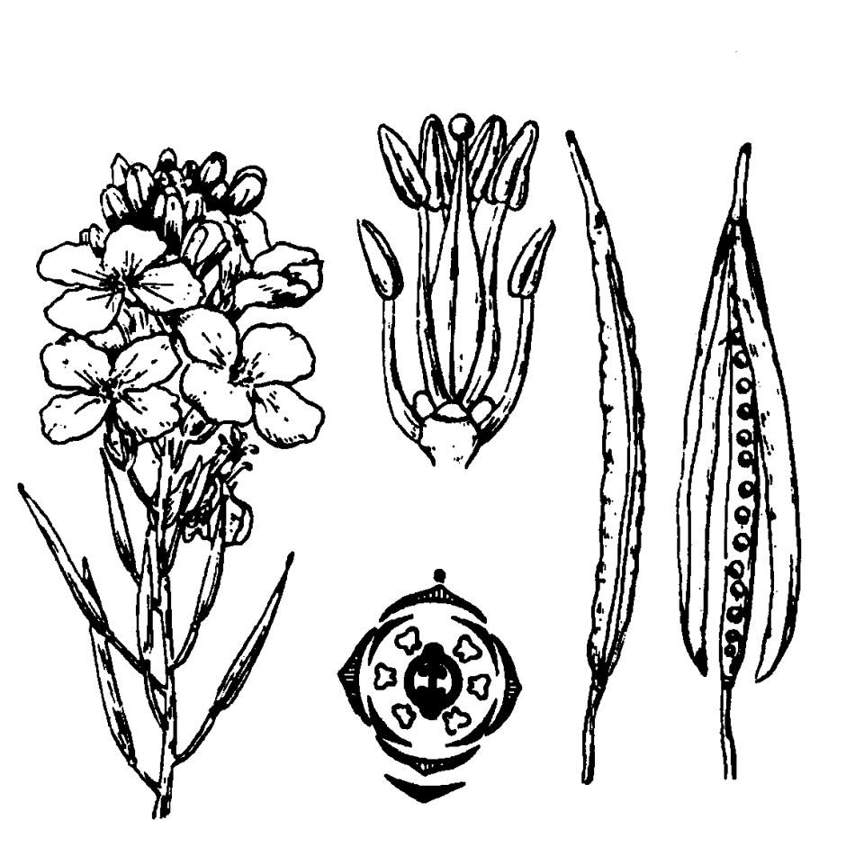 Рапс Ботаническая иллюстрация