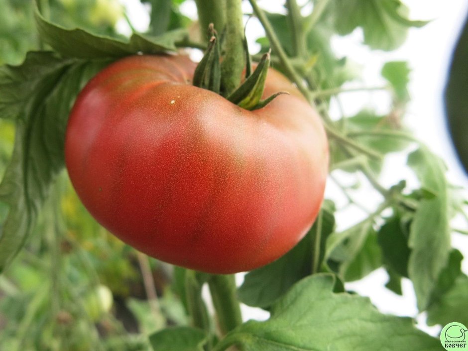 Сорт томата кубинский Перцевидный