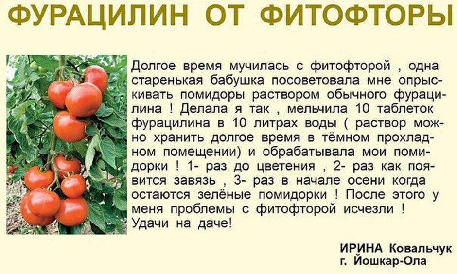 Lycopersicon esculentum томат карликовый
