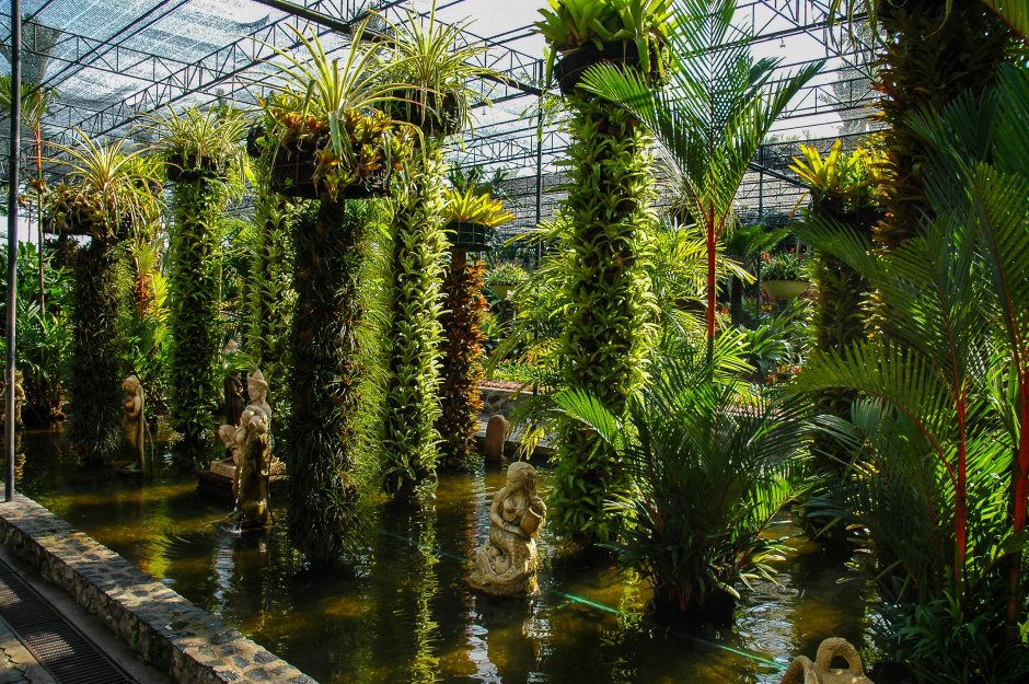 Тропические растения Ботанический сад КУБГАУ