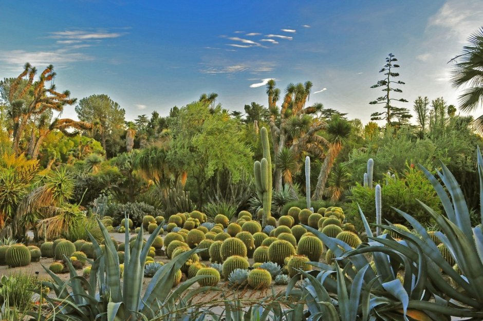 Пустынный Ботанический сад, Феникс, Аризона, США
