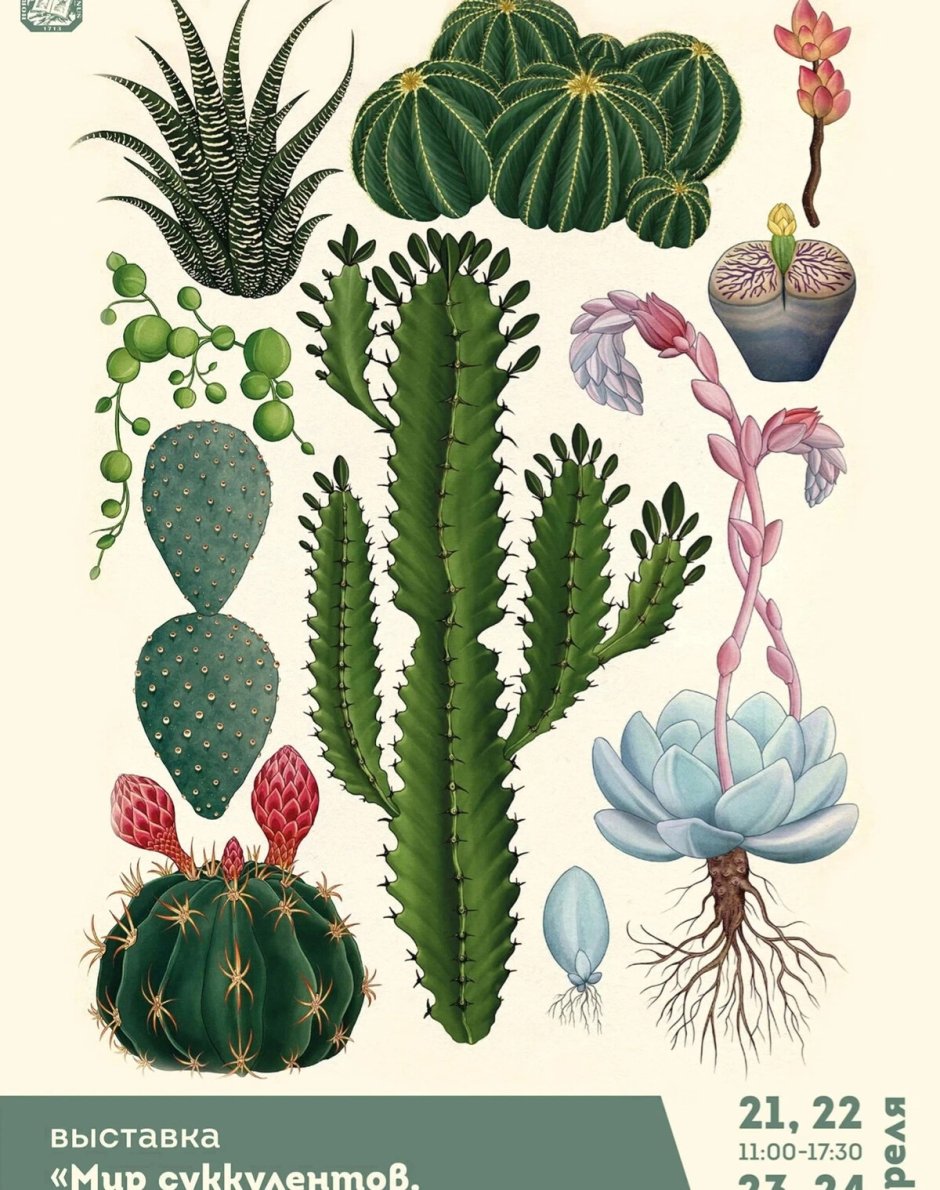 Ботаническая иллюстрация Суккуленты