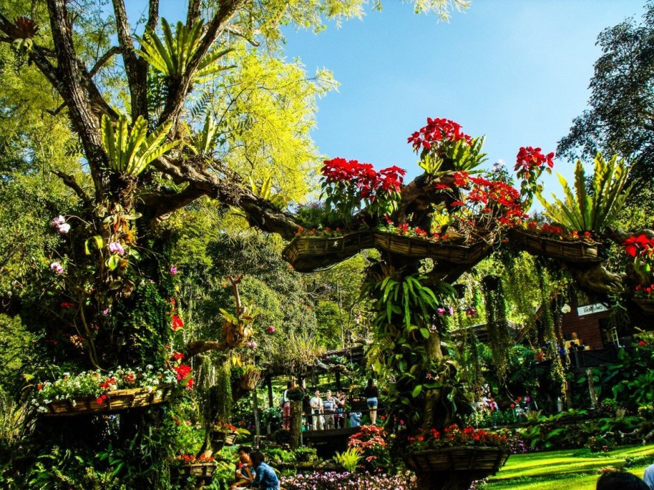 Ботанический сад тропики