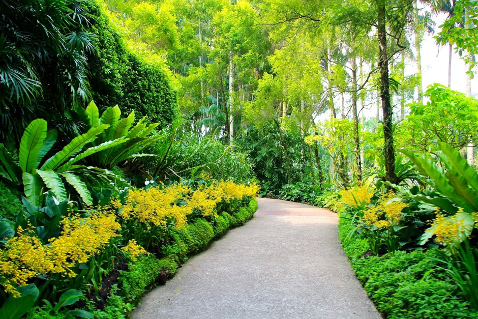 Singapore парк растений Дендрарий