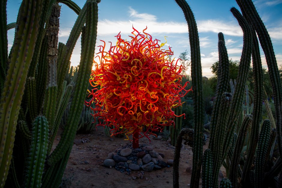 Пустынный Ботанический сад, Феникс, Аризона, США
