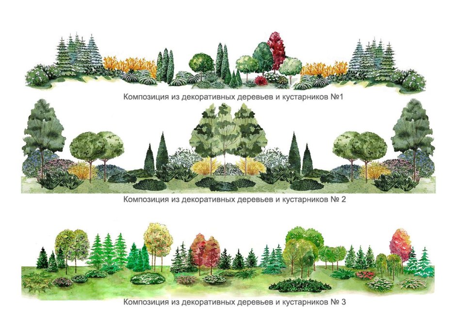 Схема посадки древесных растений