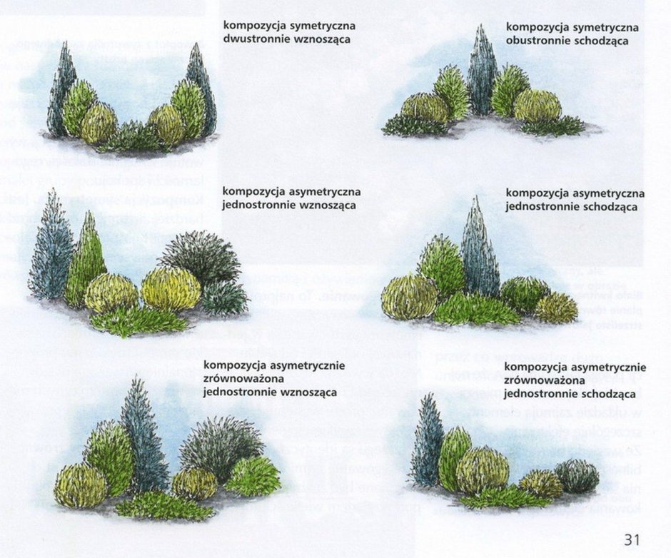 Схема посадки хвойников с кустарниками