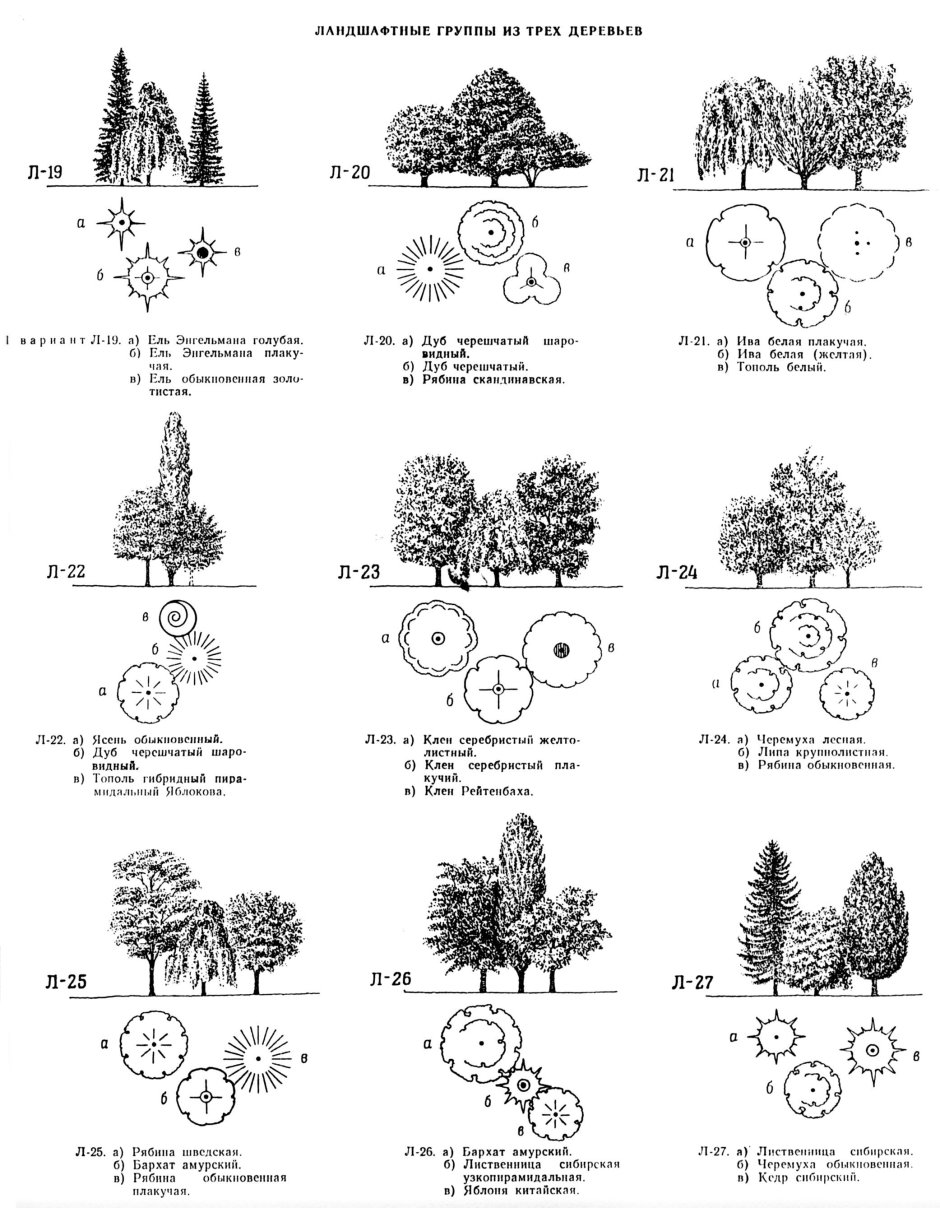 Схема посадки хвойных деревьев