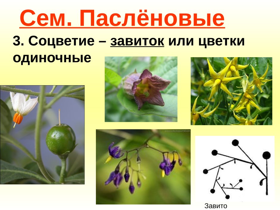 Соцветие пасленовых растений