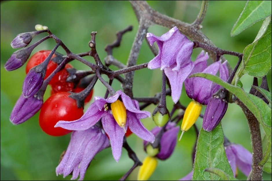 Паслен сладко-Горький (Solanum Dulcamara)
