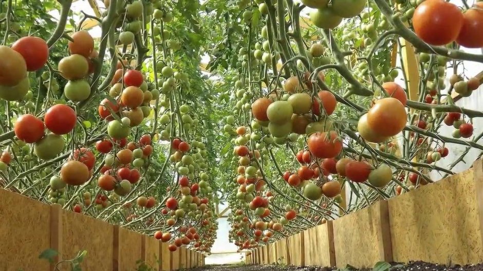 Подвязка томатов черри в открытом грунте